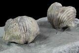 Pair Of Fossil Brachiopods (Platystrophia) - Indiana #95957-4